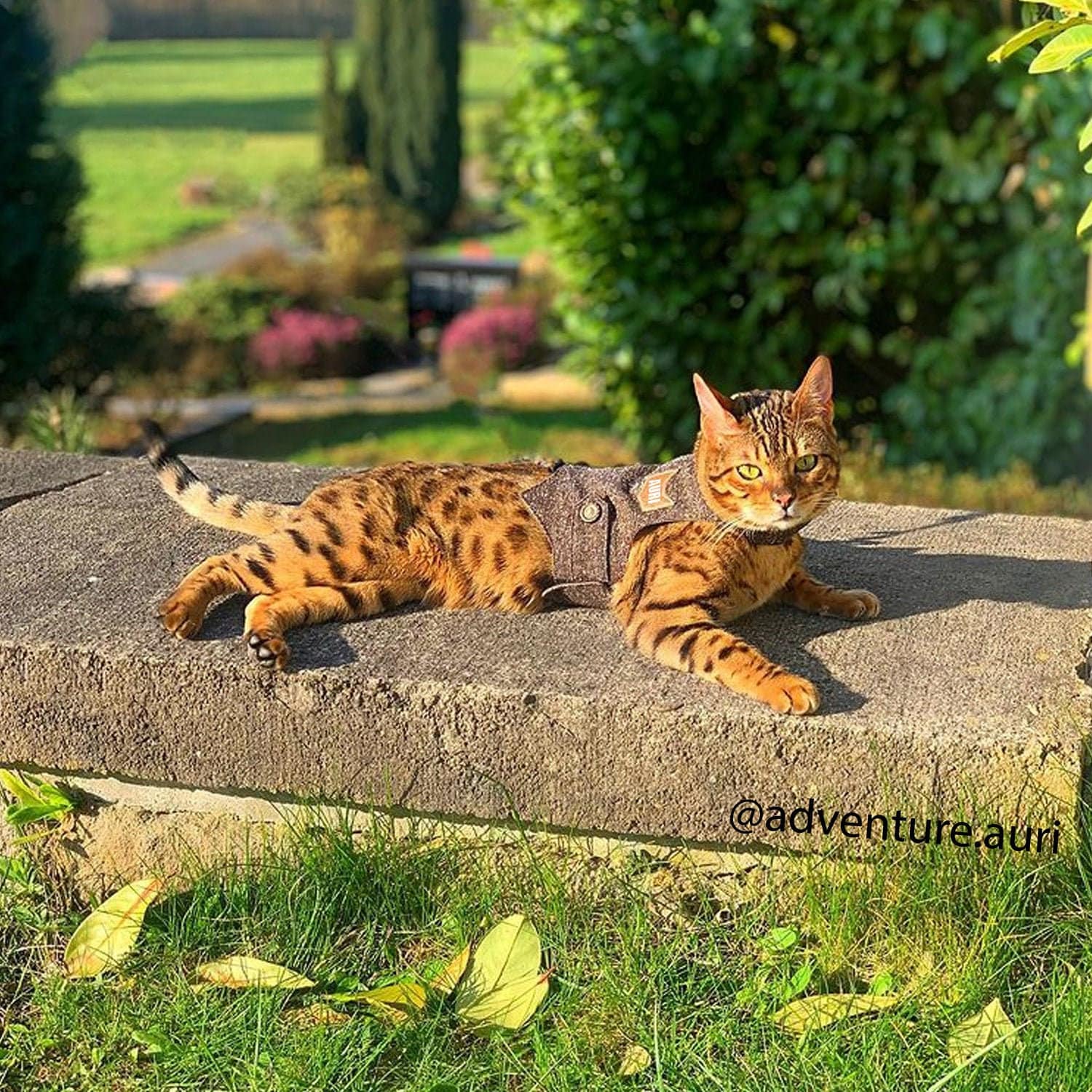 Stunning Bengal Cat @adventure_auri Reclining in Style with Our Classic Tweed Harness. Shop Adventure-Ready & Elegant Cat Wear!