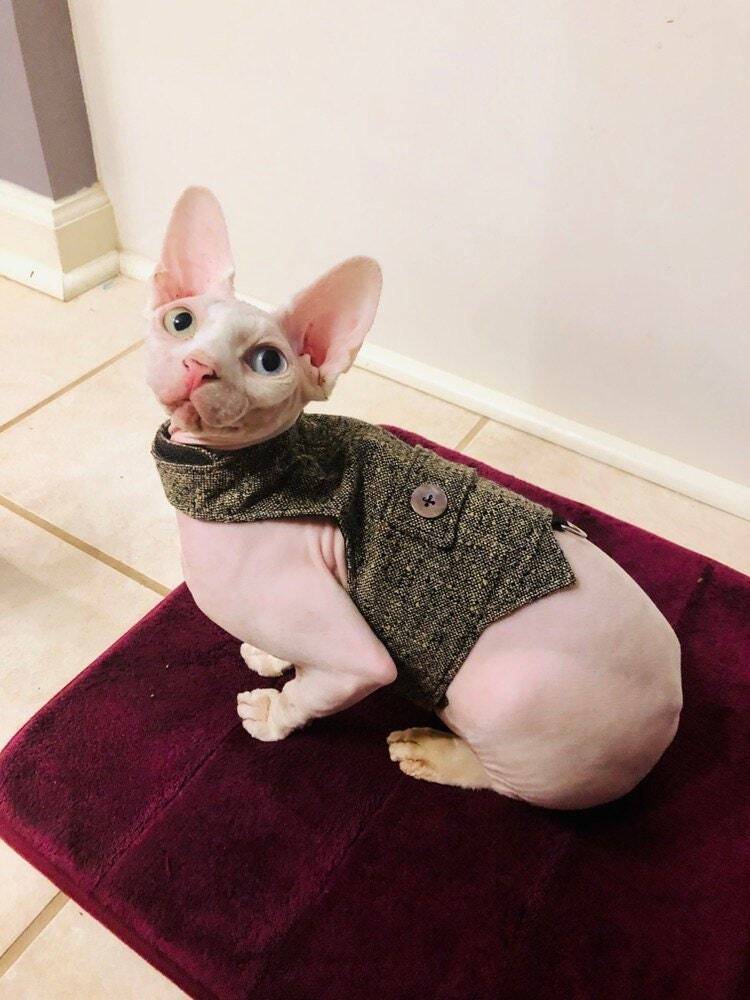 A hairless Sphynx cat with blue eyes wearing a grey tweed harness with colorful flecks and a mother-of-pearl button is sitting on a purple mat indoors