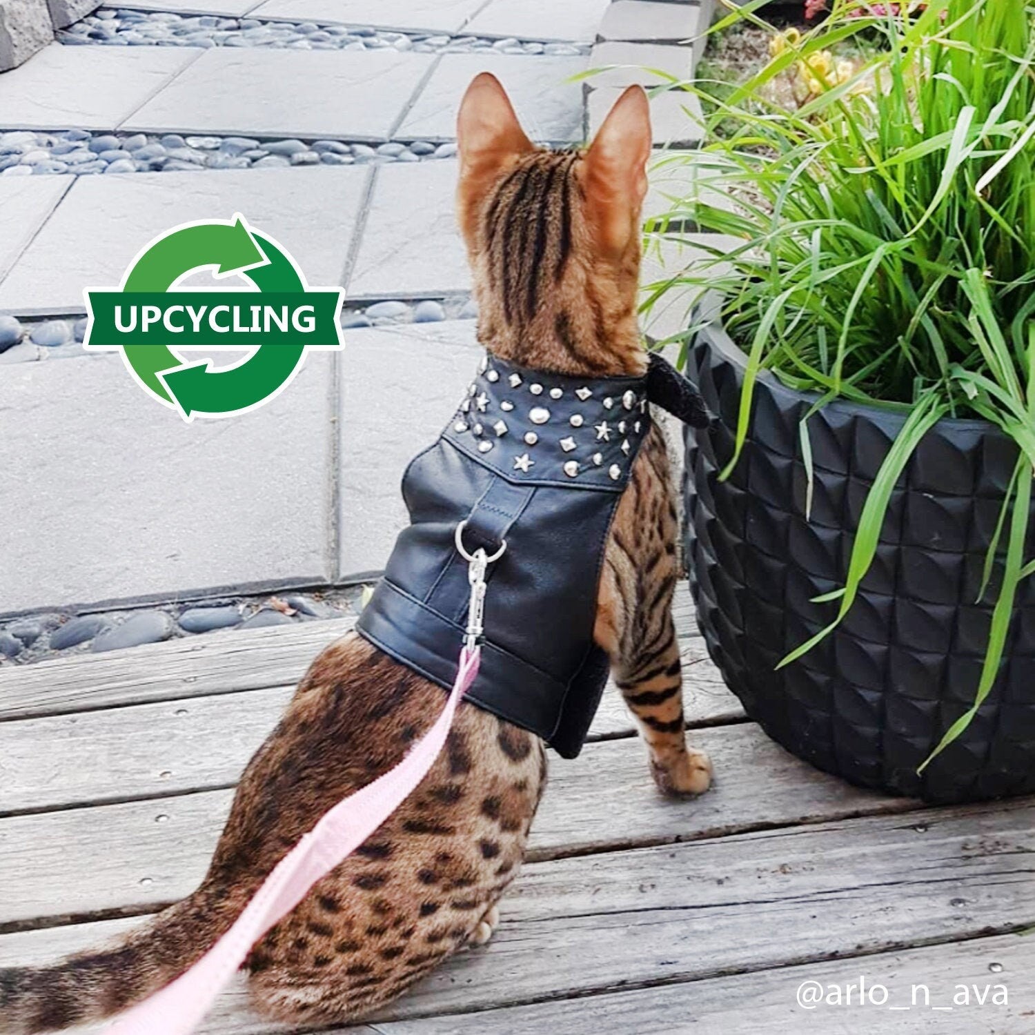 Tabby bengal cat is walking outside in black leather harness vest with metallic rivets