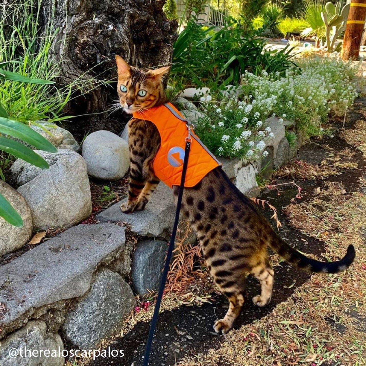 A Bengal cat with distinctive spots wearing a quilted orange harness with reflective elements, standing on a stone path in a garden.