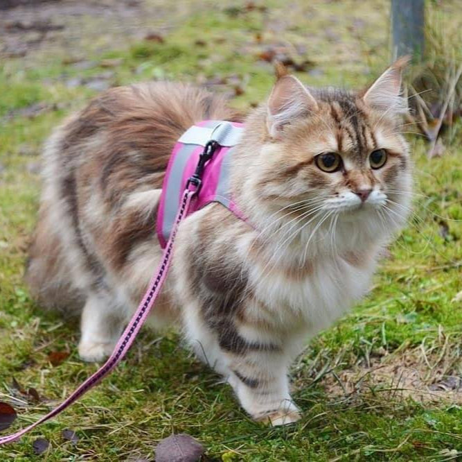 Long-haired cat in a pink reflective harness