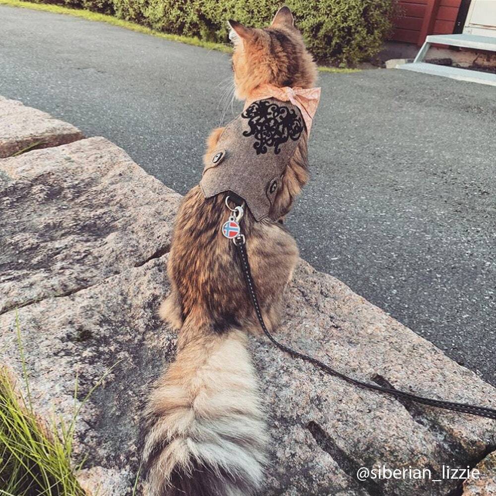 A fluffy tabby cat wearing a patterned harness and floral bandana outdoors.