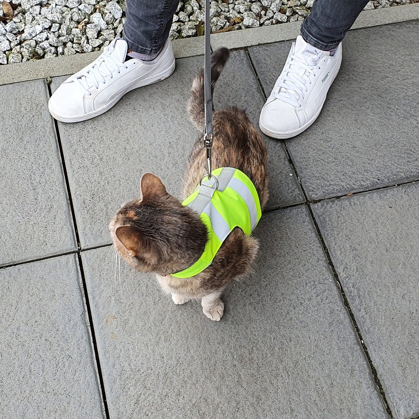 Tortoiseshell cat wearing a reflective safety harness and leash