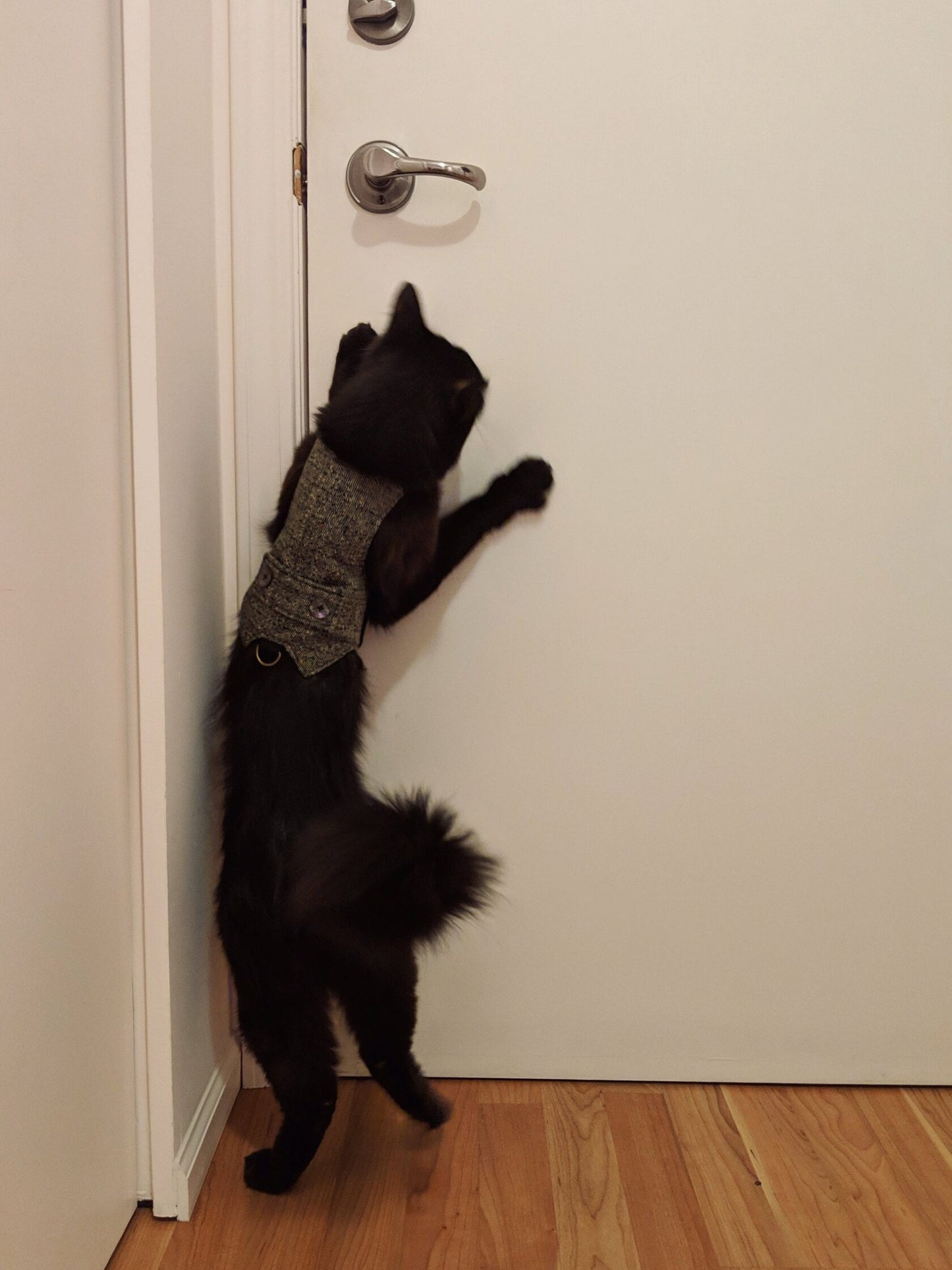 Black cat in a grey tweed harness indoors
