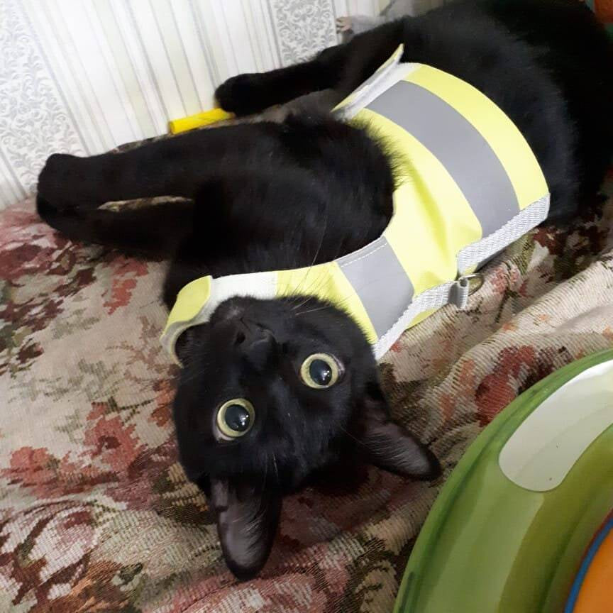 A black cat with large yellow eyes lying upside down on a floral patterned surface, wearing a neon yellow and reflective safety harness indoors
