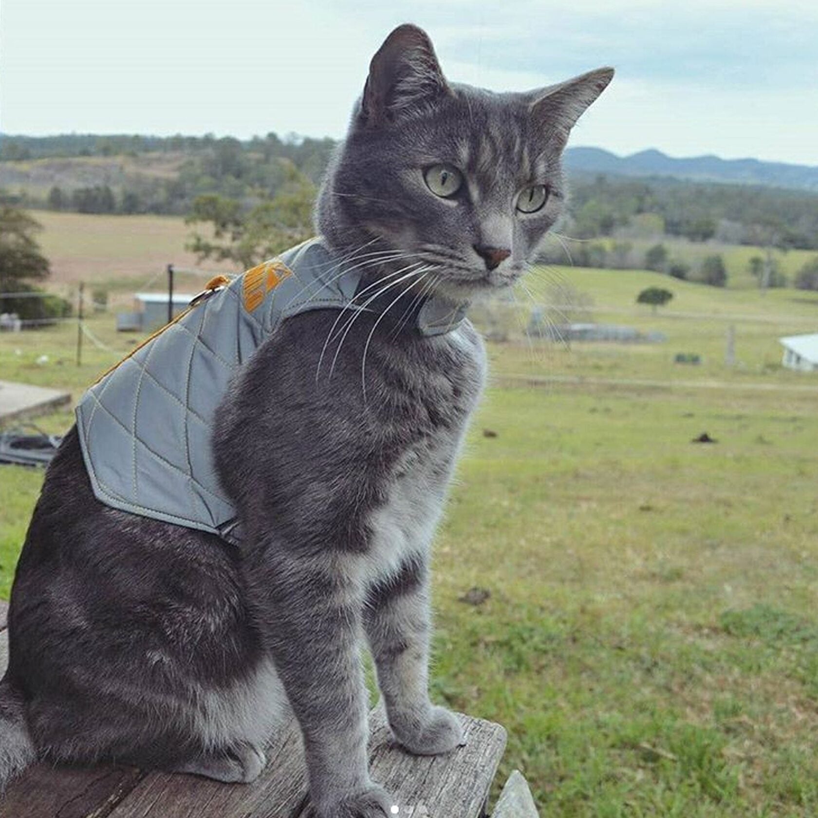A grey tabby cat with green eyes wearing a light grey quilted harness with a reflective stripe and the name "DMITRI" with a mountain icon, sitting outdoors.