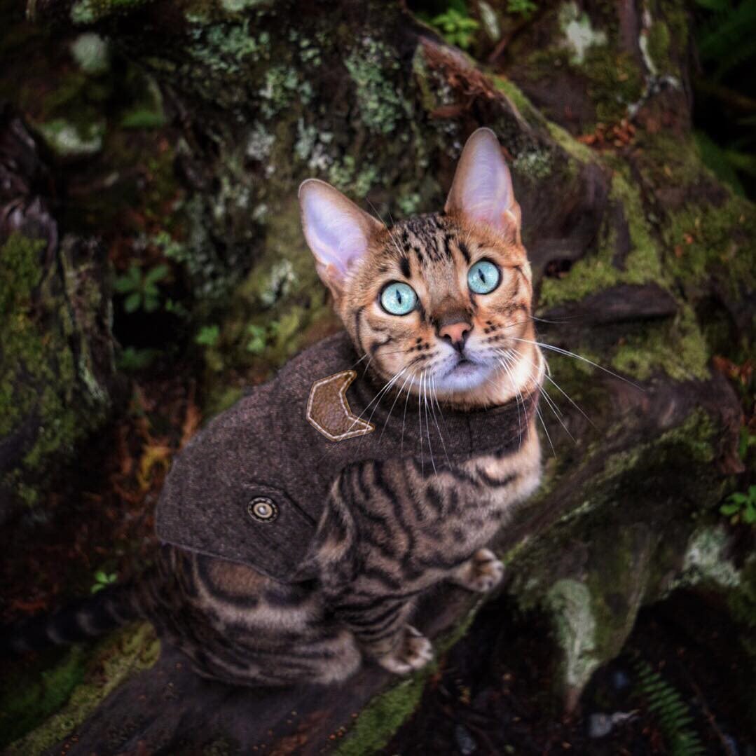 Striking Bengal Cat with Turquoise Eyes in a Classic Tweed Harness. Elevate Your Cat's Outdoor Experience!