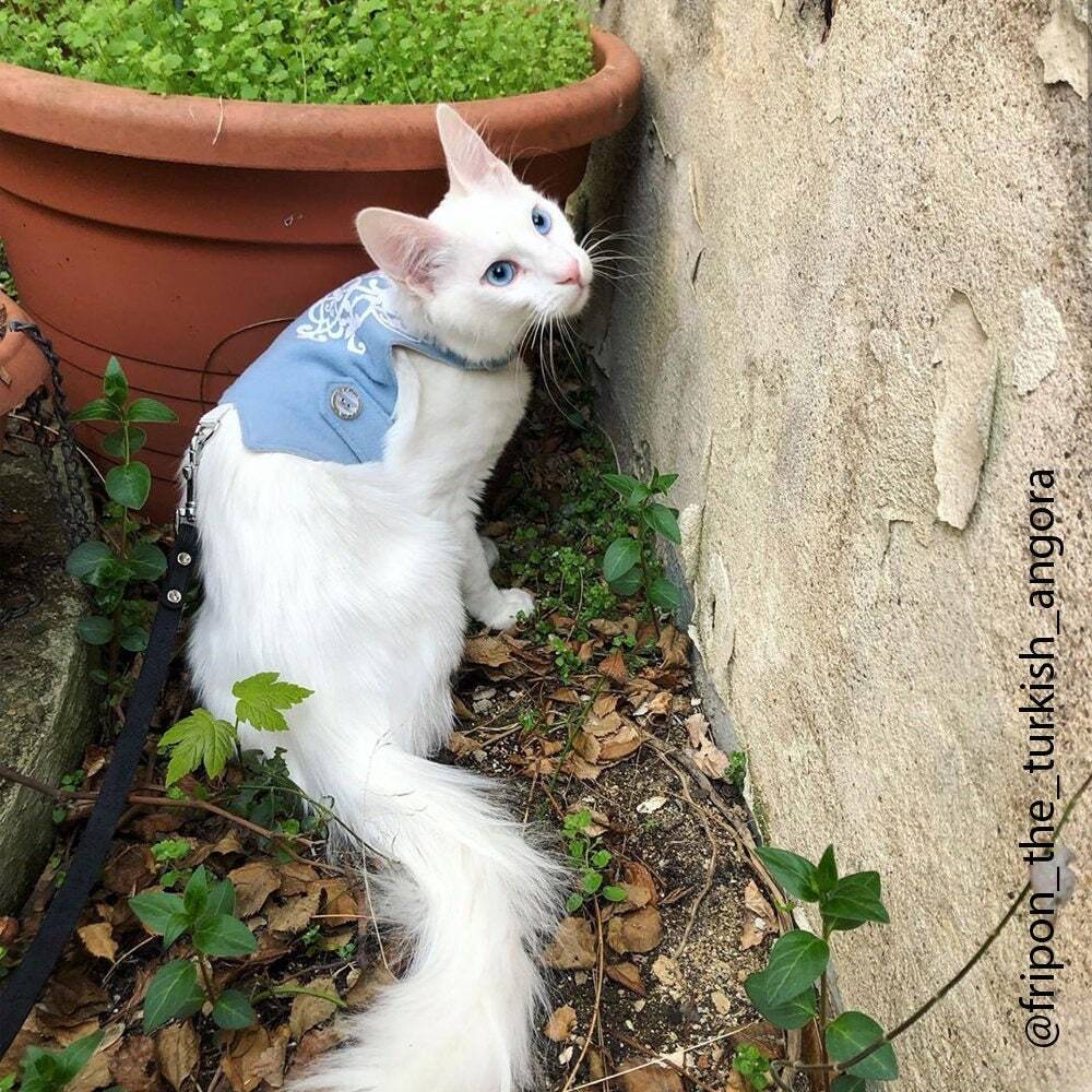 White long-haired cat with blue eyes wearing a light blue wool or felt harness with white decorative elements, standing on a moss-covered log in a wooded area.