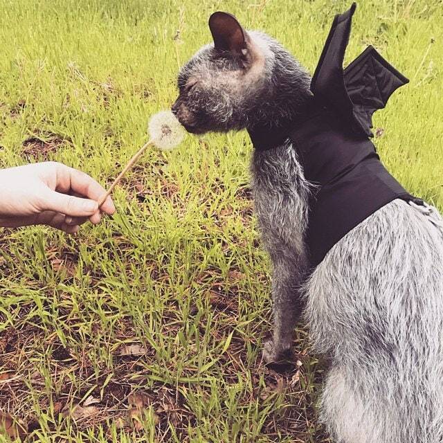 A Lykoi cat wearing a black bat wing harness sniffs a dandelion held by a hand in a grassy outdoor setting.