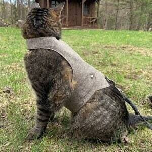 A tabby cat with dark stripes wearing a light brown tweed harness is sitting on green grass outdoors, looking towards a small wooden building.