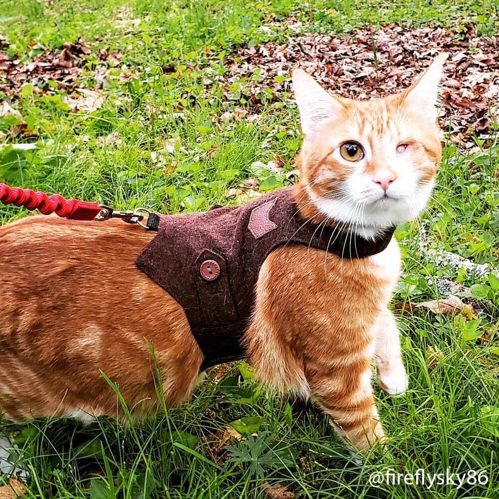 A ginger tabby cat with one eye wearing a burgundy tweed harness with a cat-shaped patch outdoors on grass and fallen leaves