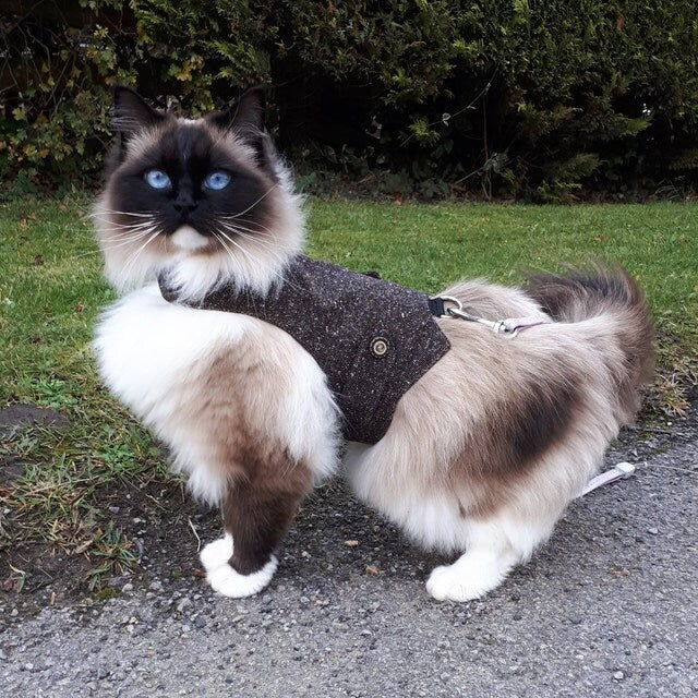 Beautiful Ragdoll Cat Exploring Outdoors in a Sophisticated Tweed Walking Jacket. Discover Our Premium Cat Harness Collection for Safe Adventures!