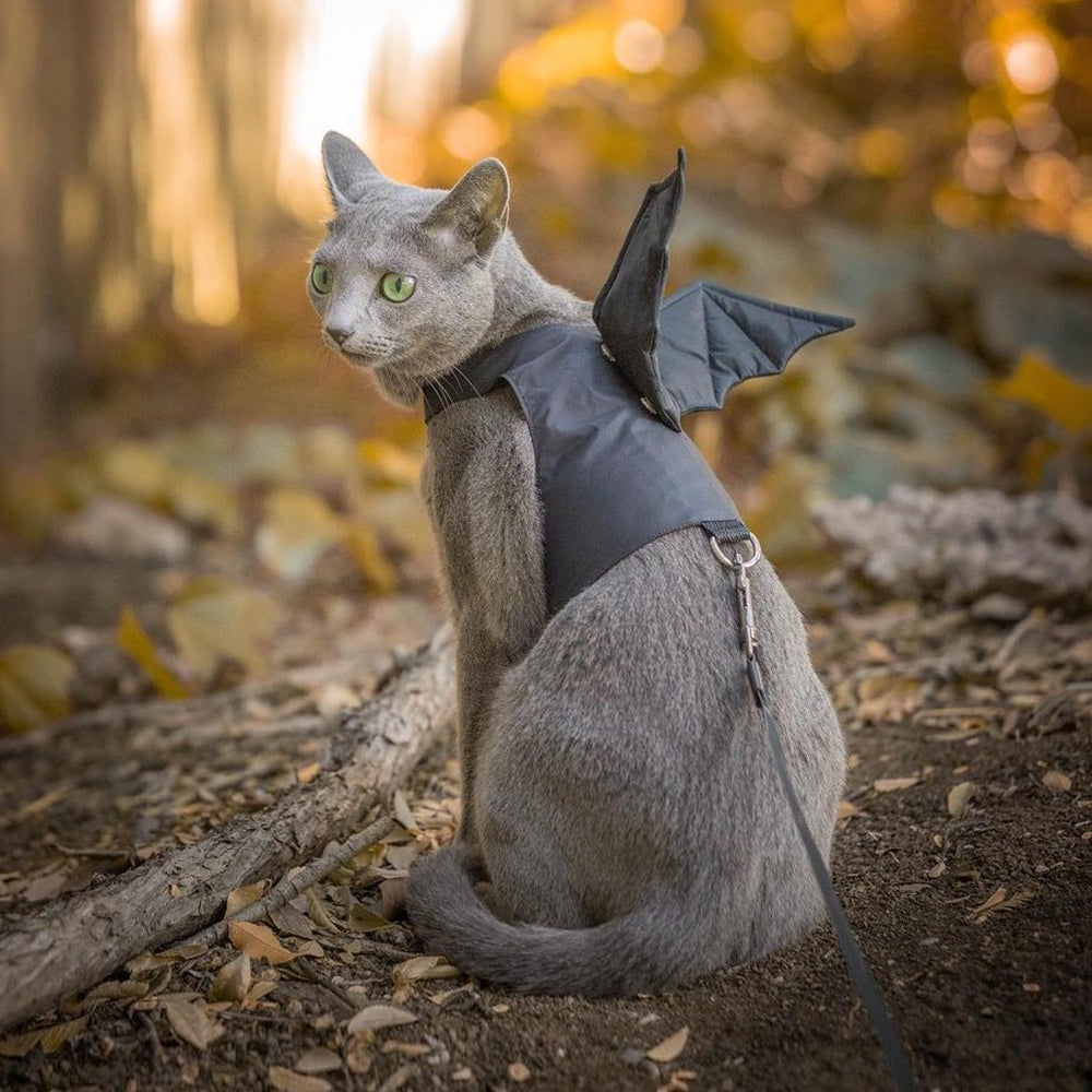 A grey Russian Blue cat wearing a black harness with attached bat wings, sitting outdoors.