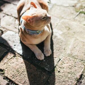 Escape proof and safety cat harness. Breathable cotton vest with color animals print