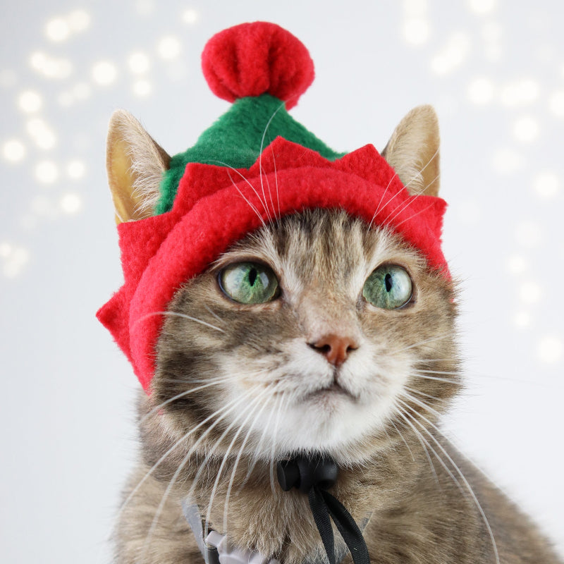 Cute tabby cat wearing a festive green and red elf hat, ideal for holiday pet photos and Christmas costumes.