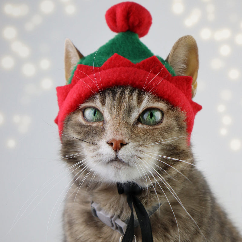 Cute tabby cat wearing a festive green and red elf hat, ideal for holiday pet photos and Christmas costumes.