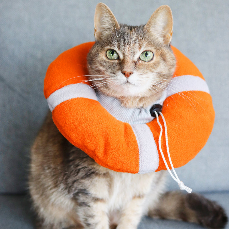 Tabby cat with green eyes wearing a soft Elizabethan collar for post-surgery recovery