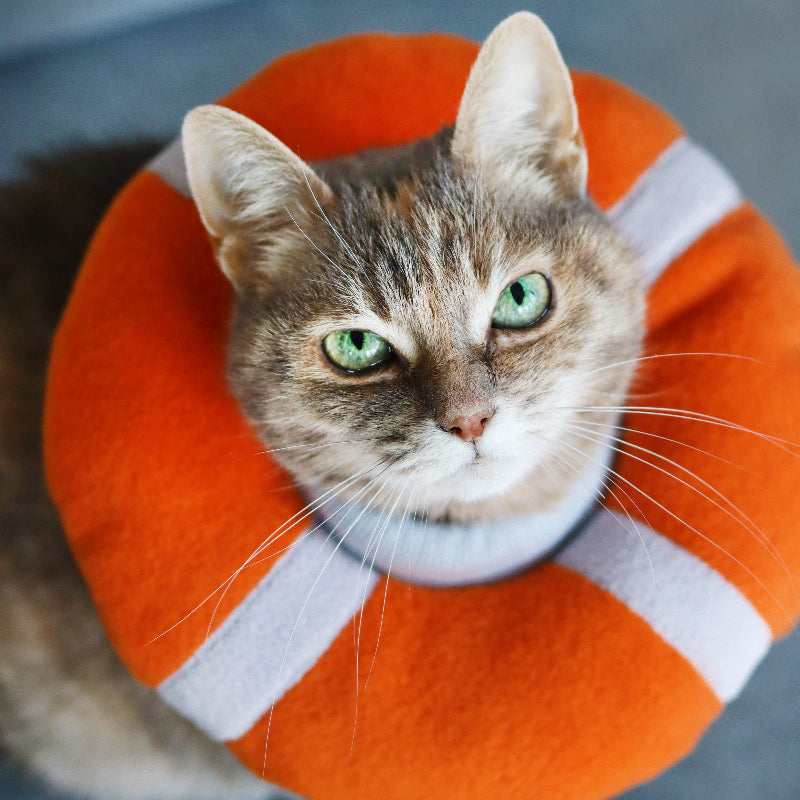 Close-up of a green-eyed cat in a comfortable anti-lick collar