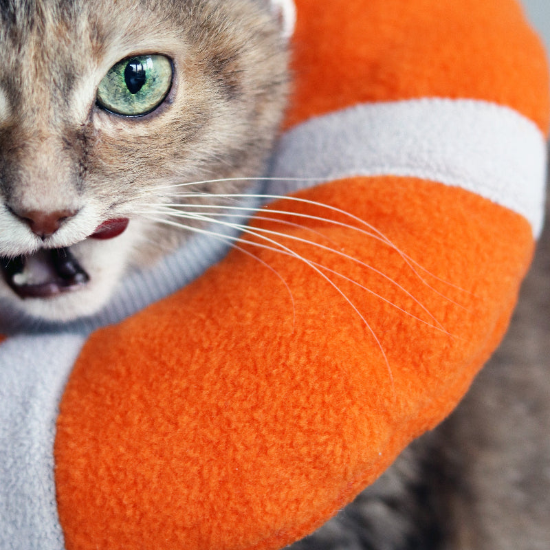 Close-up of a green-eyed cat in a comfortable anti-lick collar