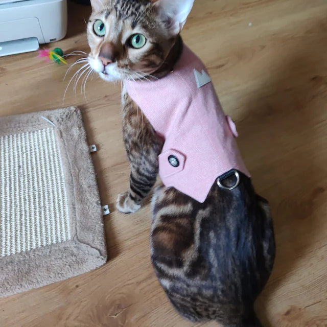 A Bengal cat with distinctive spots and green eyes wearing a pink tweed harness indoors on a wooden floor