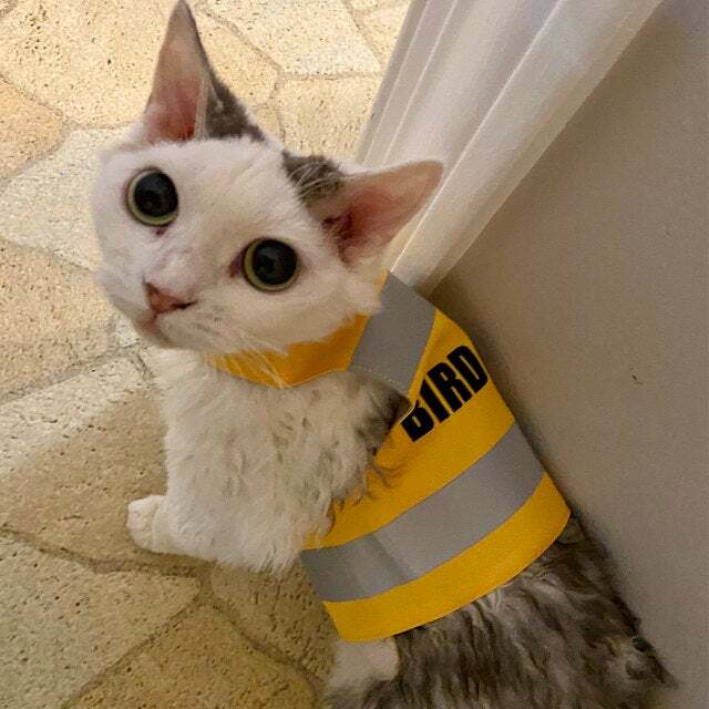 White and grey cat wearing a yellow "Bird Patrol" safety harness indoors