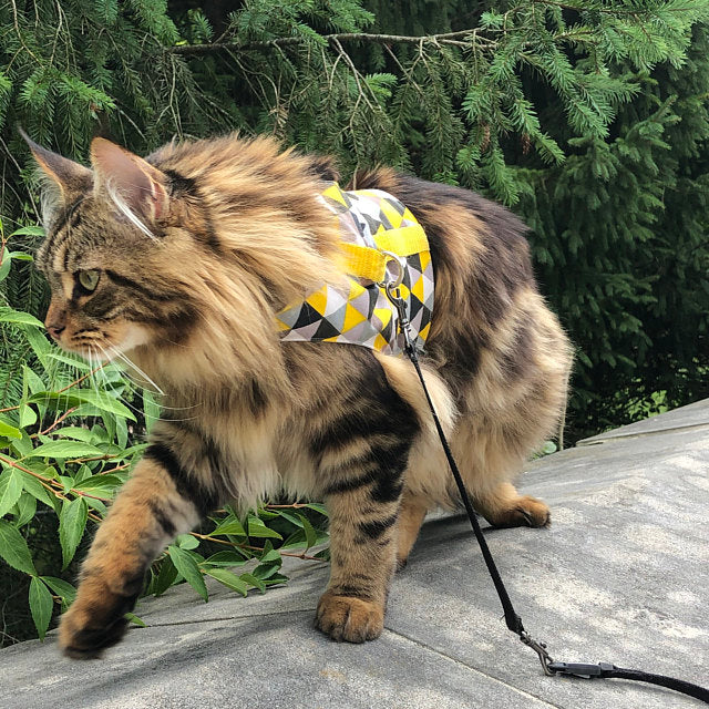 A fluffy brown and black Siberian cat with green eyes wearing a yellow, grey, white, and black geometric triangle pattern harness is walking on a grey surface outdoors. A black leash is attached.