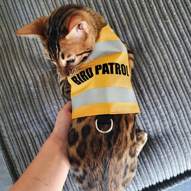 Bengal cat with distinctive spots wearing a yellow "Bird Patrol" safety harness being held indoors