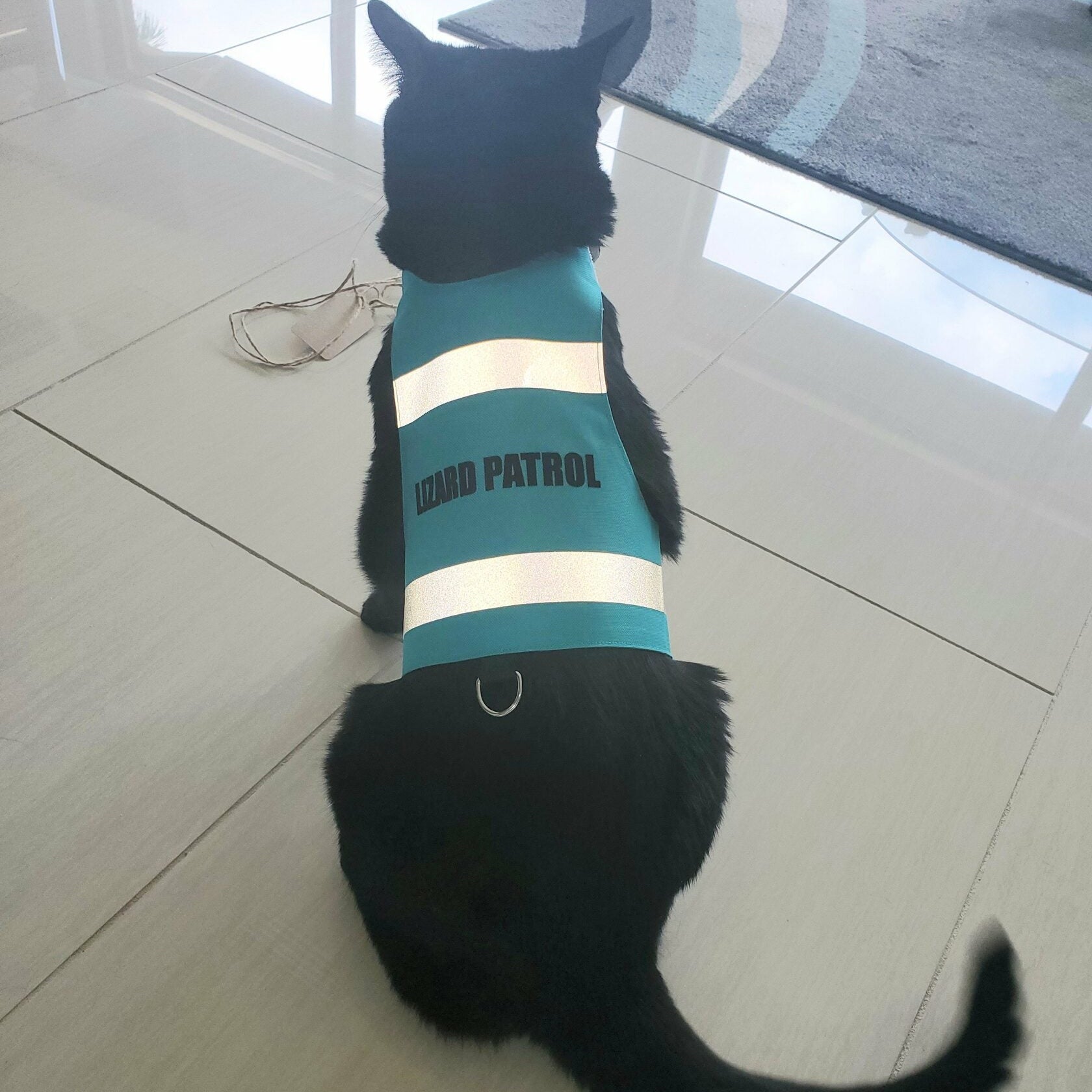 Indoor shot of a black cat sitting on a shiny tiled floor, wearing a turquoise high-visibility harness with reflective bands and the words "LIZARD PATROL" printed on it. A silver D-ring is visible at the bottom of the harness.