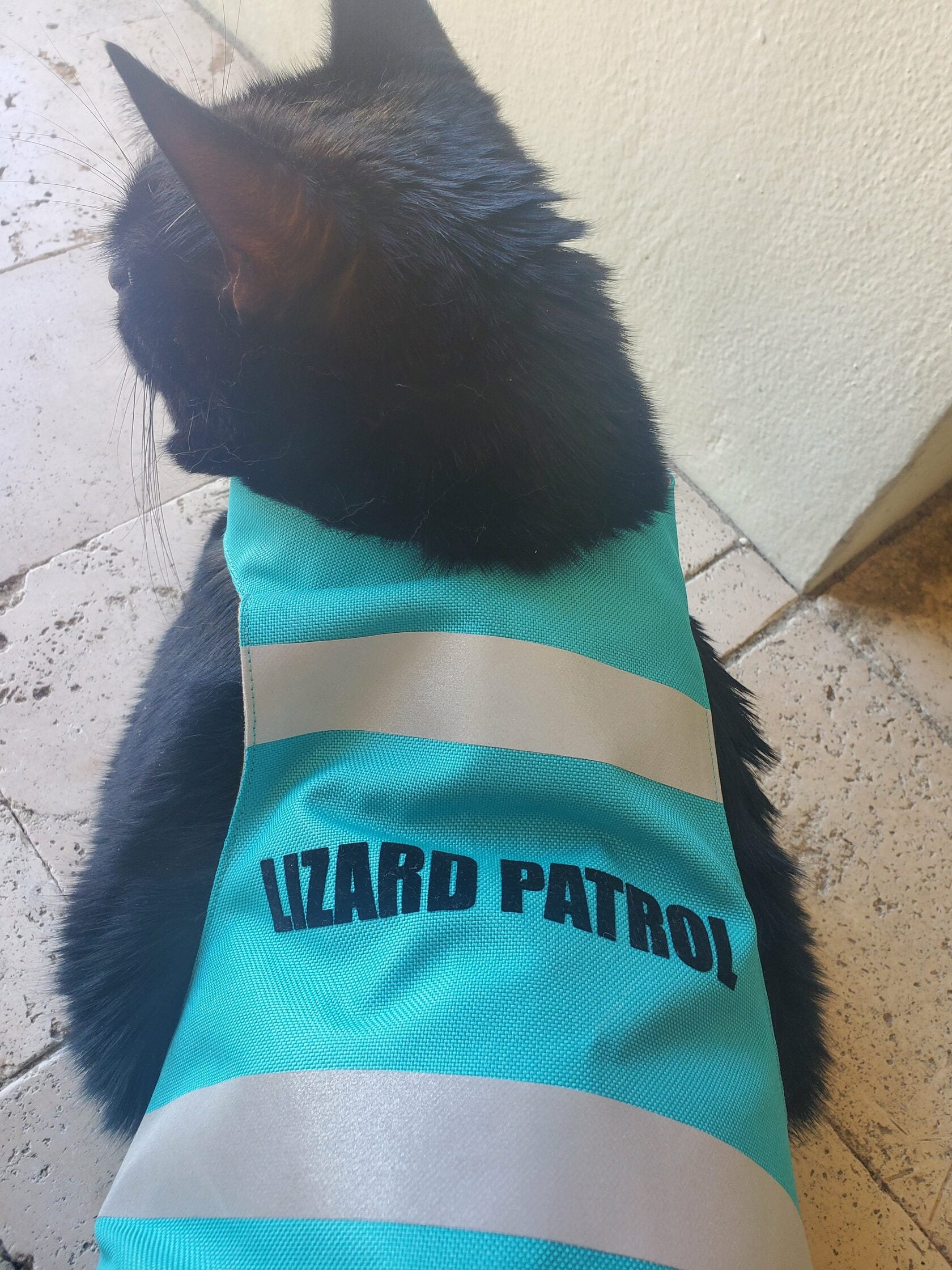 Black cat wearing a turquoise "Lizard Patrol" safety vest harness indoors