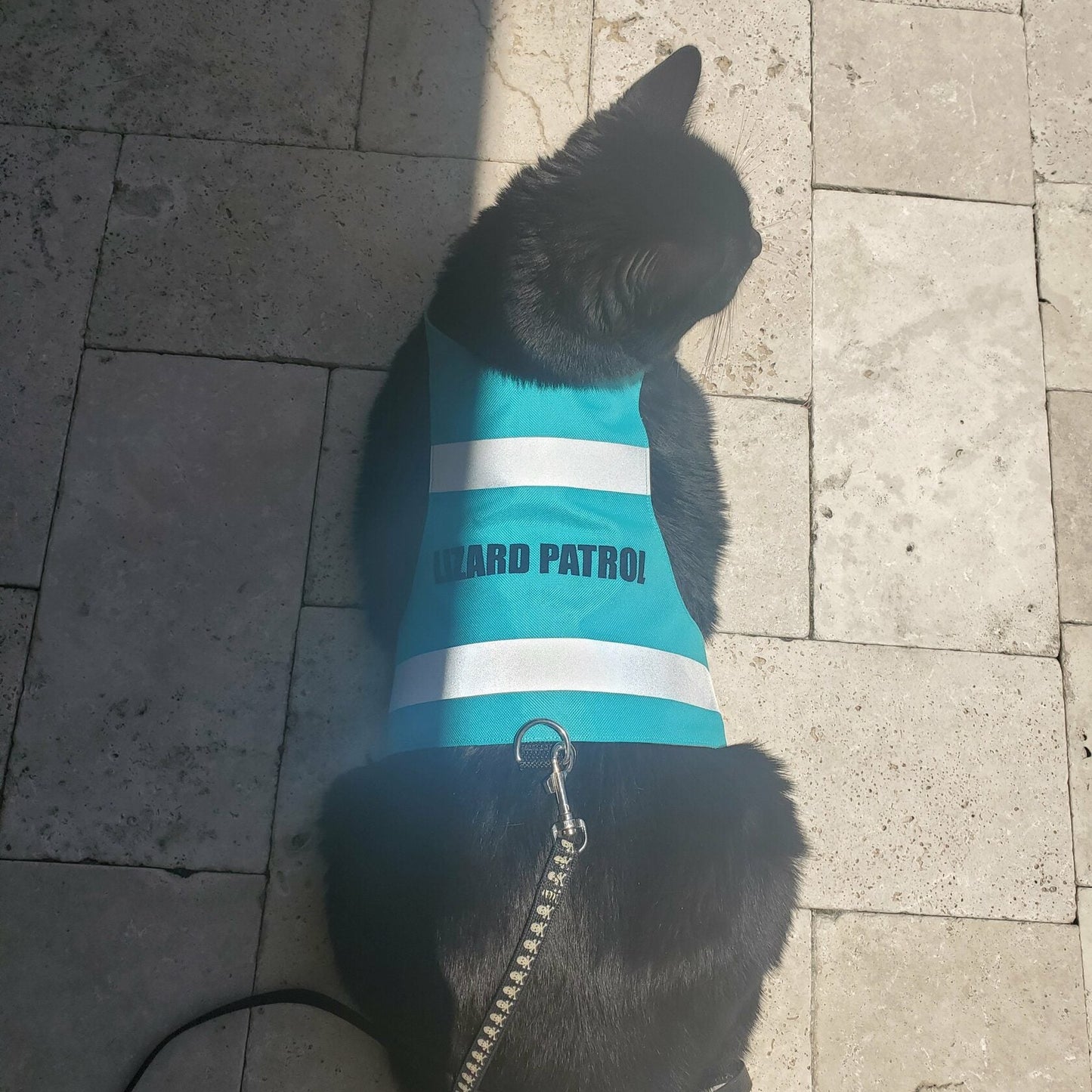 Indoor shot of a black cat sitting on a shiny tiled floor, wearing a turquoise high-visibility harness with reflective bands and the words "LIZARD PATROL" printed on it. A silver D-ring is visible at the bottom of the harness.