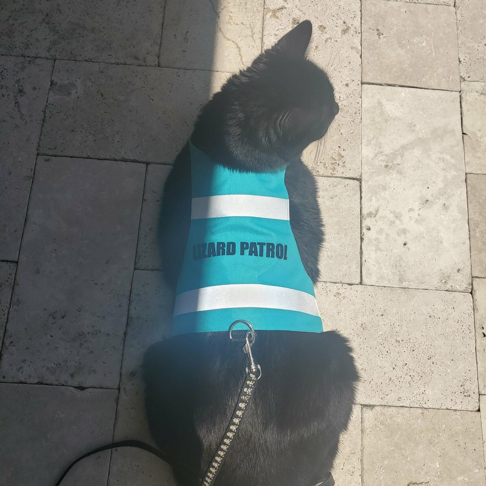 Indoor shot of a black cat sitting on a shiny tiled floor, wearing a turquoise high-visibility harness with reflective bands and the words "LIZARD PATROL" printed on it. A silver D-ring is visible at the bottom of the harness.