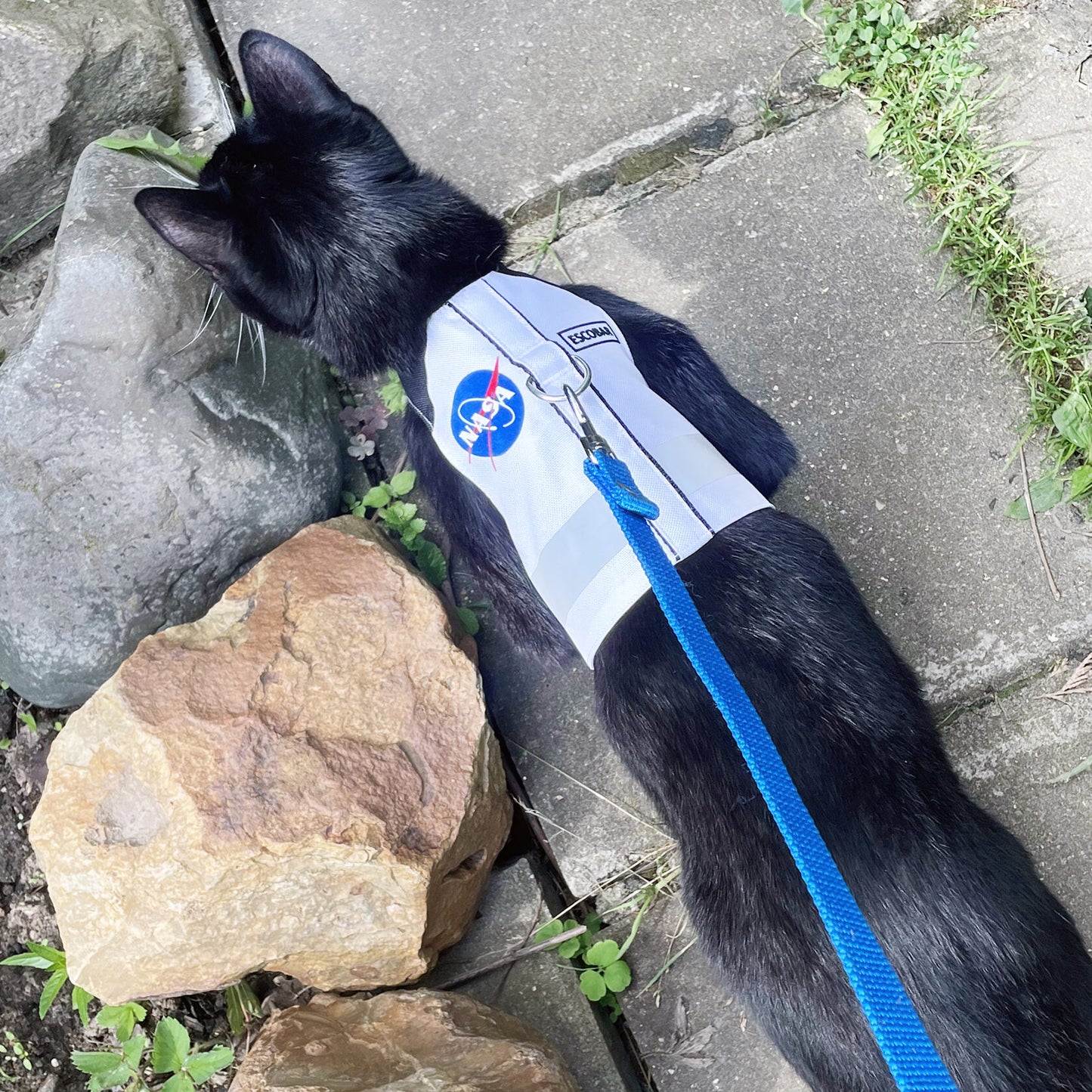 Difficult to escape personalized NASA cat harness with your cat's name and reflective stripe