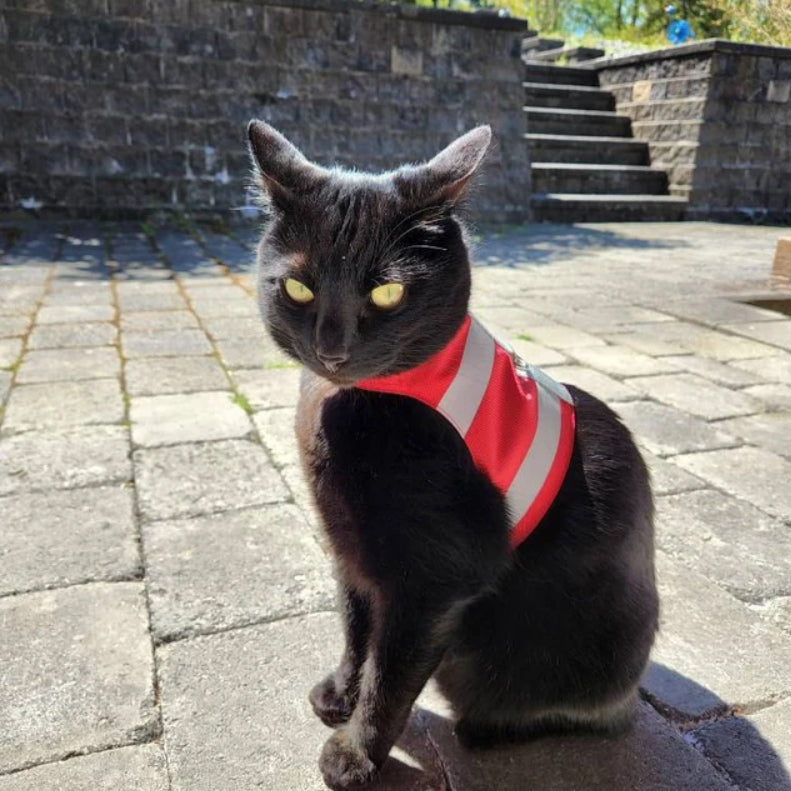 A sleek black cat with bright yellow eyes wearing a red water-repellent safety harness with reflective silver stripes is sitting on stone paving outdoors