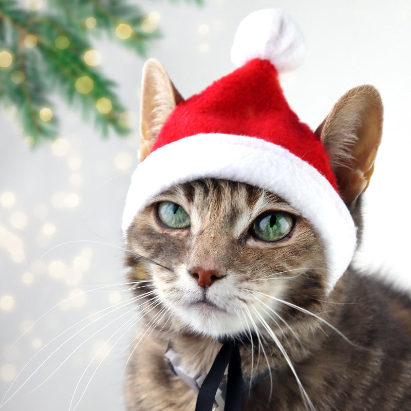 Cute cat wearing a red and white Santa hat, perfect festive accessory for Christmas pet photos