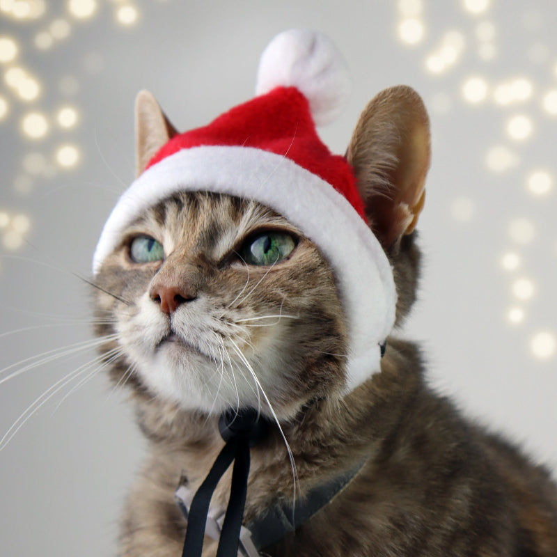 Cute cat wearing a red and white Santa hat, perfect festive accessory for Christmas pet photos