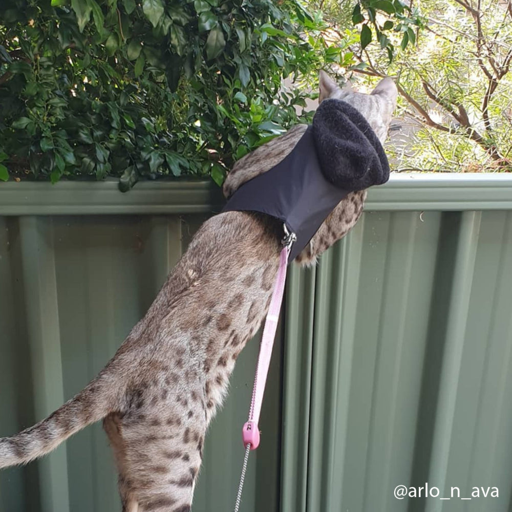 A spotted Bengal cat wearing a black hooded harness and a pink leash, looking over a green fence outdoors