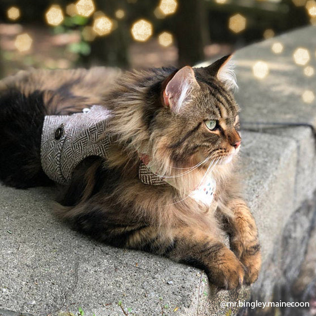 A fluffy tabby Maine Coon cat wearing a tweed harness outdoors.