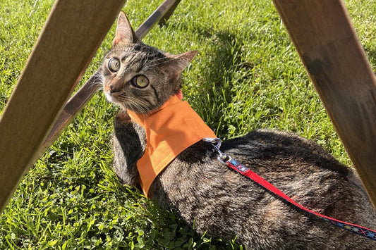 Hey, Let's Get Your Cat into a Harness (No Stress, We Promise!)