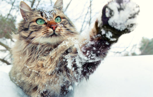 50 Names for Cats That Mean 'Adventure' or 'Wanderer' (For Traveling Felines)