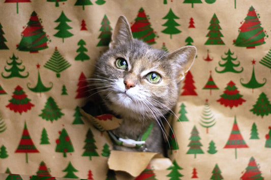 Merry Christmas and Happy New Year from all of us at Allcatsgood!