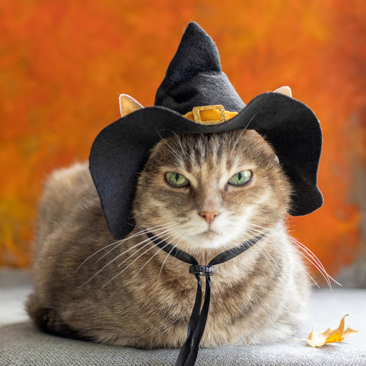 5 Super Easy Cat Halloween Photo Ideas