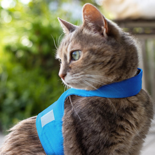 Best Cat Harnesses for Summer 2025: Lightweight, Safe & Cute