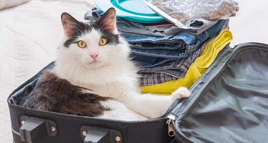 What makes a hotel cat friendly?