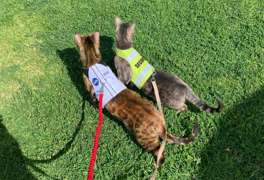 Durable Water-Repellent Cat Harnesses: The Ultimate Guide for Adventure Cats