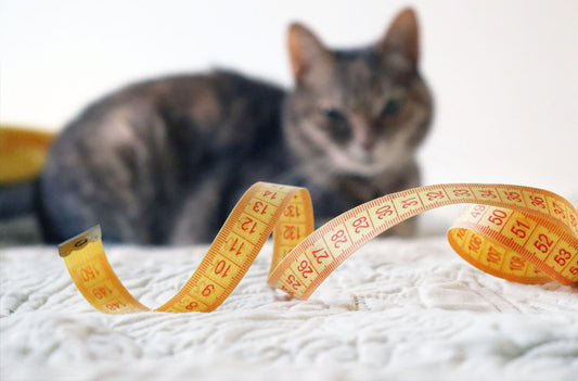How to Take Your Cat's Measurements to Select a Harness