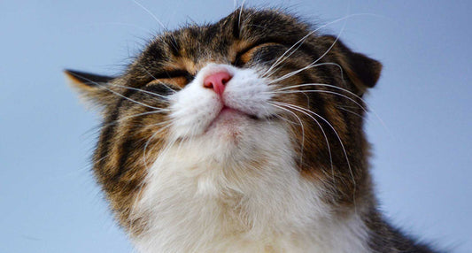 7 Secrets of cats' whiskers