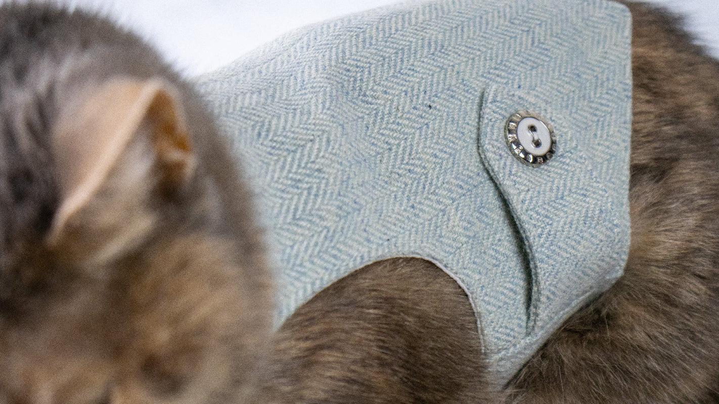 Cat wearing a light blue hood with a button on a neutral background
