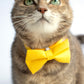 Pet Bow Tie - "Sunny Yellow" - Cotton Bow Tie for Pet Collar / Cat Gift, Wedding/ Cat, Kitten, Small Dog, Little Pets