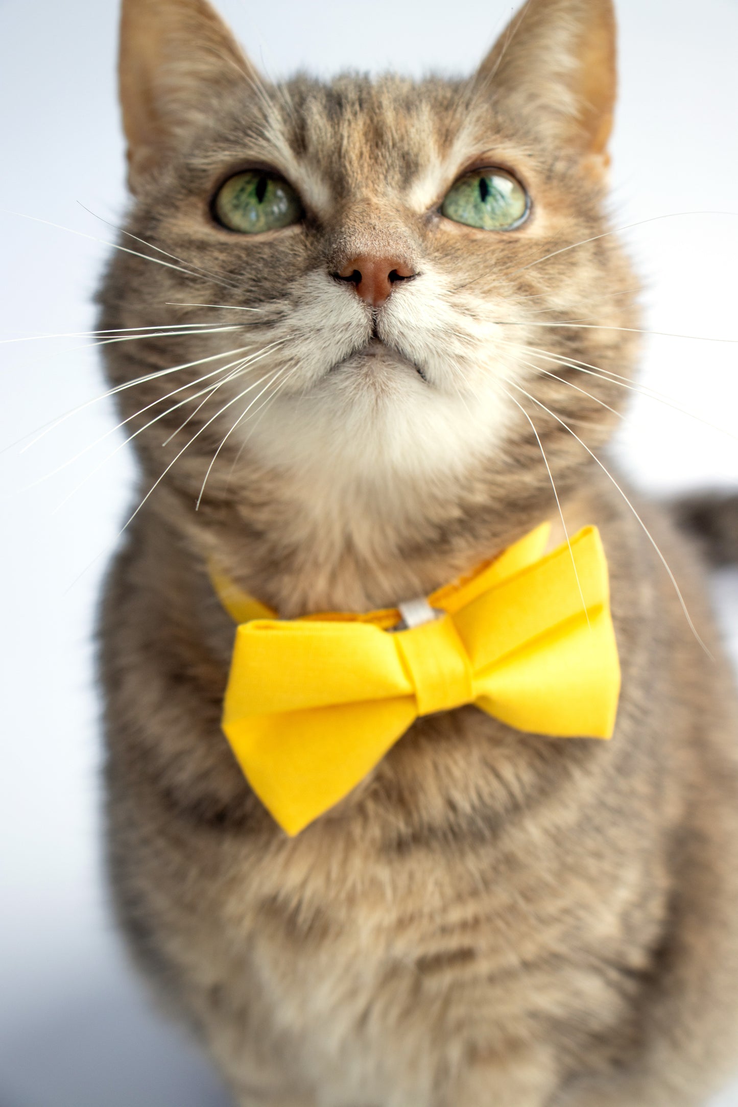 Pet Bow Tie - "Sunny Yellow" - Cotton Bow Tie for Pet Collar / Cat Gift, Wedding/ Cat, Kitten, Small Dog, Little Pets