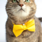 Pet Bow Tie - "Ginger" - Cotton Bow Tie for Pet Collar / Cat Gift, Wedding/ Cat, Kitten, Small Dog, Little Pets